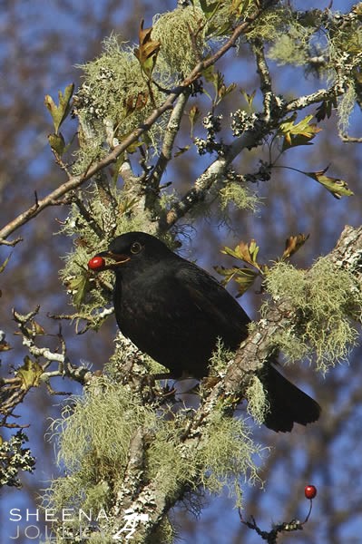 Winter Morsel.jpg - 